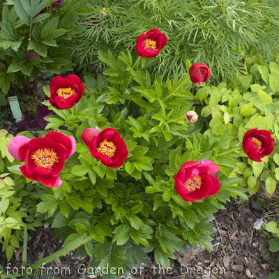 Paeonia Fairy Princess