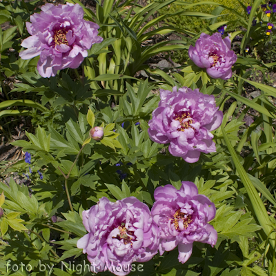 Paeonia First Arrival