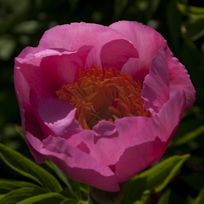 Paeonia Frank Keith