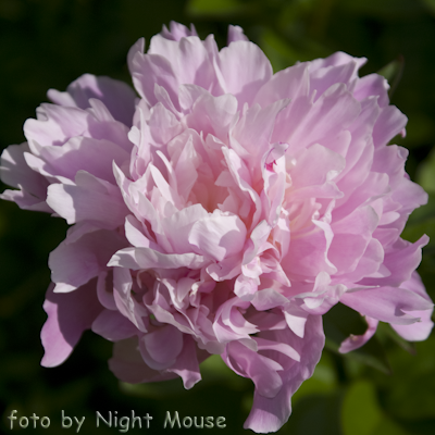 Paeonia Friend