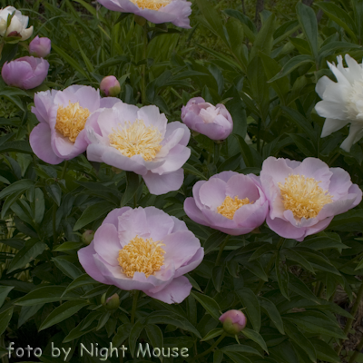 Paeonia Garden Lace