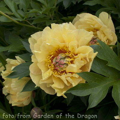 Paeonia Garden Treasure