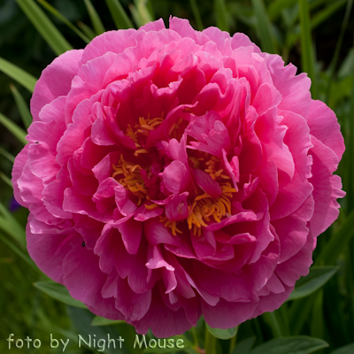 Paeonia Goody