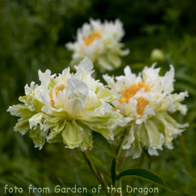 Paeonia Green Halo