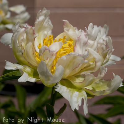 Paeonia Green Lotus