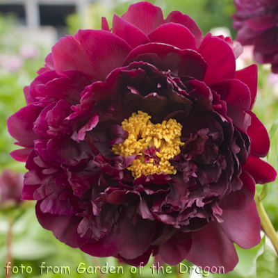 Paeonia Harry L Smith