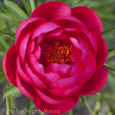 Paeonia Helen Matthews