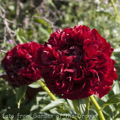 Paeonia Henry Bockstoce