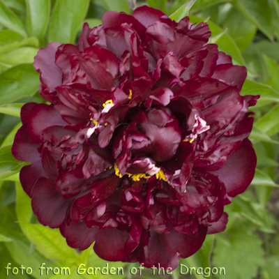 Paeonia Highlight