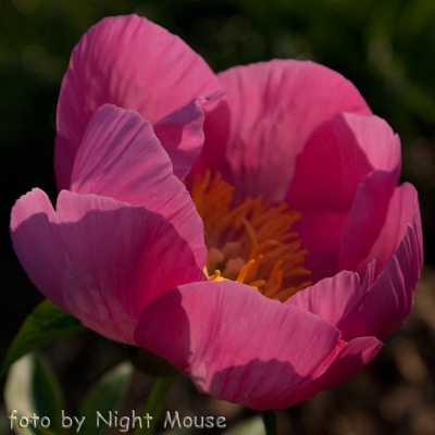 Paeonia Honor