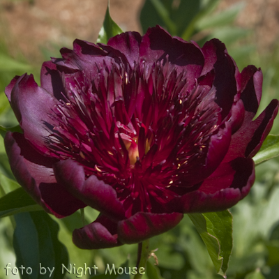 Paeonia Hot Chocolate