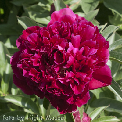 Paeonia Inspecteur Lavergne