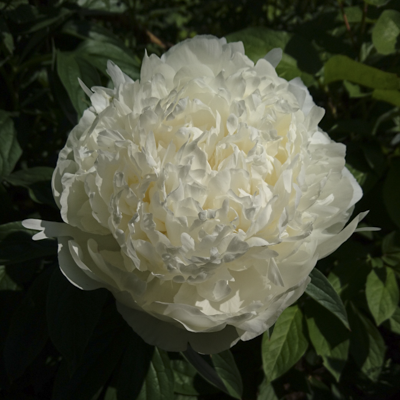 Paeonia Ivory Victory