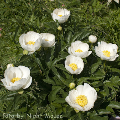 Paeonia Jan van Leeuwen