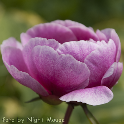 Paeonia Jeanne Cayeux