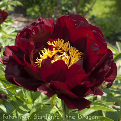 Paeonia John Harward