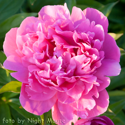 Paeonia John Howard Wigell