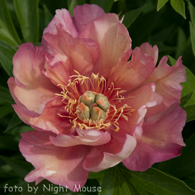 Paeonia Julia Rose