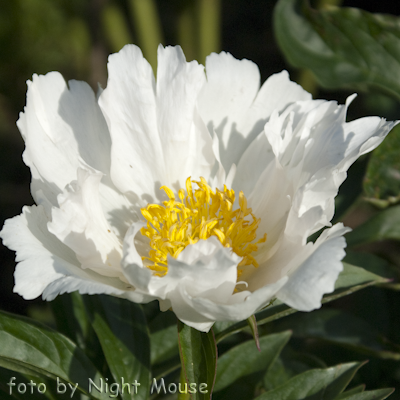 Paeonia Krinkled White