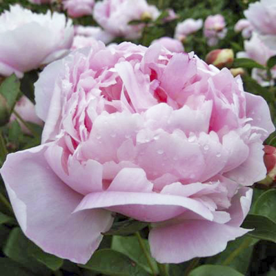 Paeonia La Perle