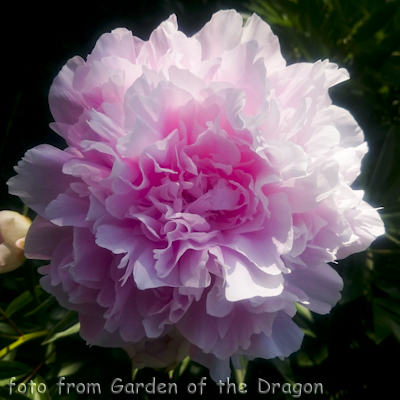 Paeonia Late Pink