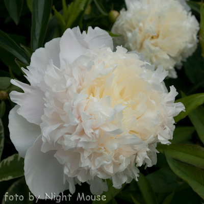 Paeonia Laura Dessert