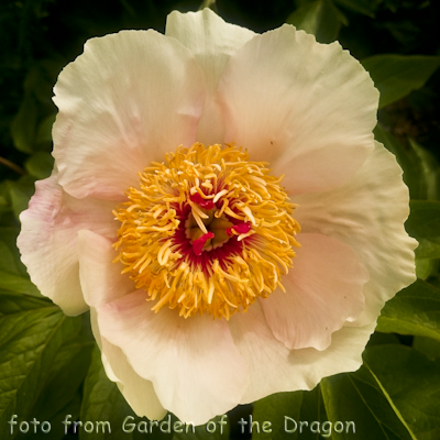 Paeonia Le Printemps