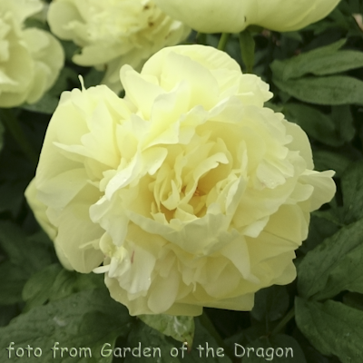 Paeonia Lemon Chiffon