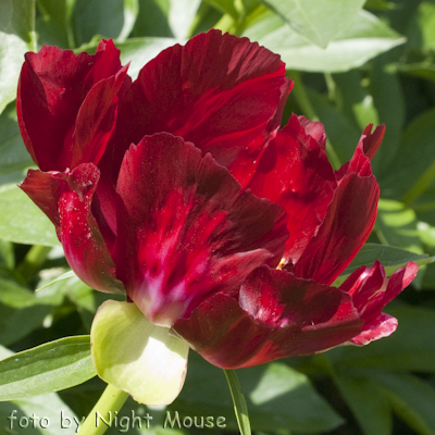 Paeonia Liberator