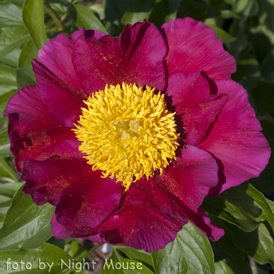 Paeonia Liboria Maas