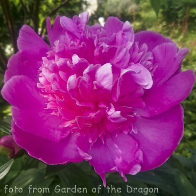 Paeonia Linda`s Dream