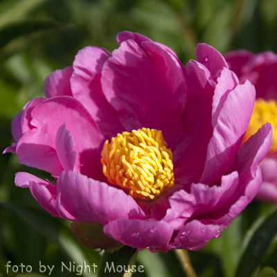 Paeonia Little Medicineman