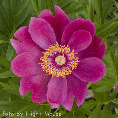 Paeonia Little Rhyme