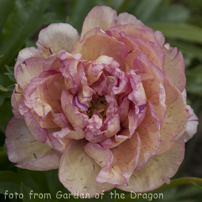 Paeonia Lollipop