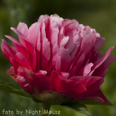 Paeonia Lorelei