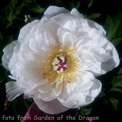 Paeonia Love Affair