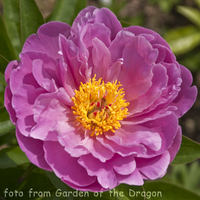 Paeonia Ma Petite Cherie