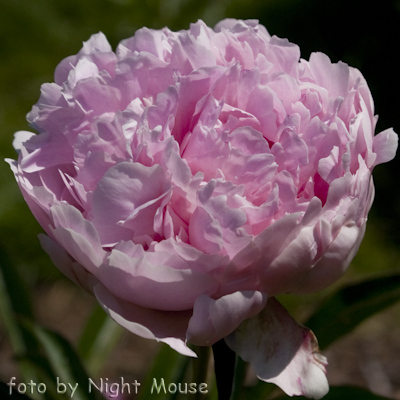 Paeonia Madame Rose Rendatter