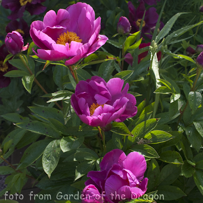 Paeonia Magenta Gem