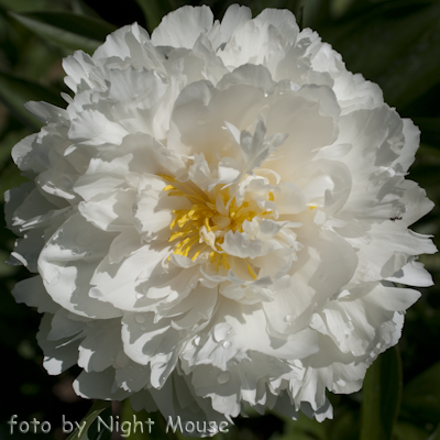 Paeonia Magic Moonbeam