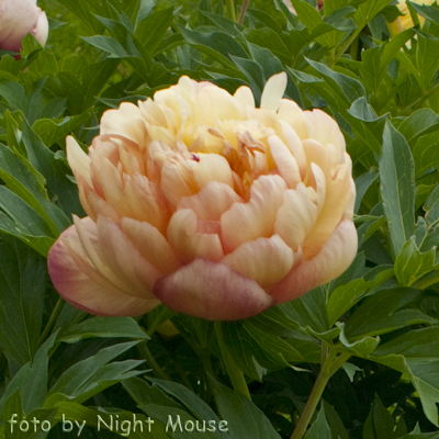 Paeonia Magical Mystery Tour