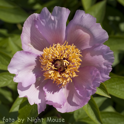 Paeonia Mai Fleuri