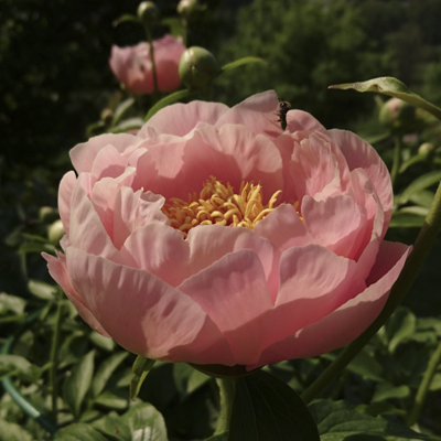 Paeonia Mary Gretchen