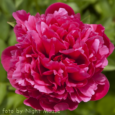 Paeonia Mary Jo Legare