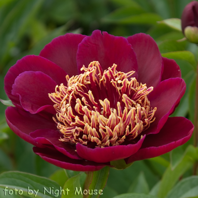 Paeonia Midnight Sun