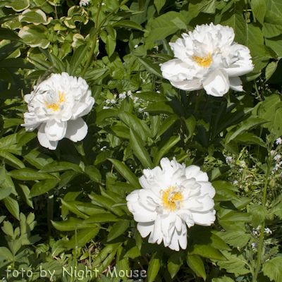 Paeonia Miss America