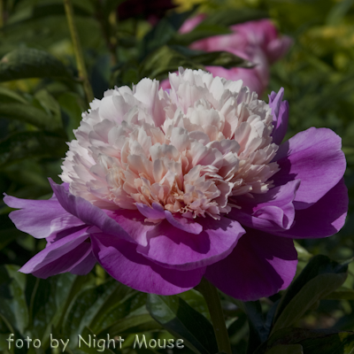 Paeonia Miss Congeniality