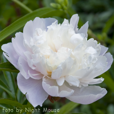 Paeonia Missie`s Blush