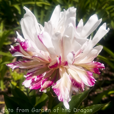 Paeonia Moon Fritters