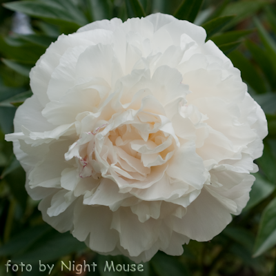 Paeonia Moon River